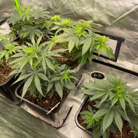 Génétique inconnue growlog timeline photo