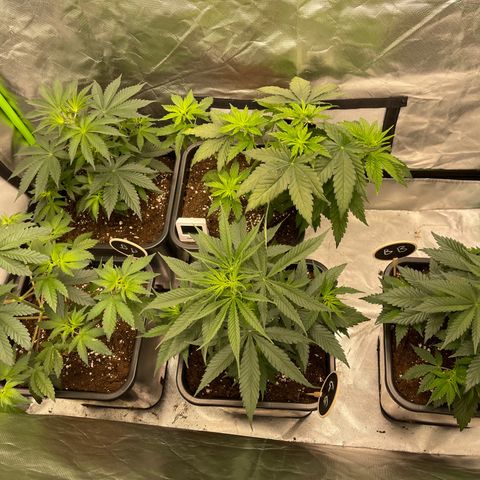 Génétique inconnue growlog timeline photo