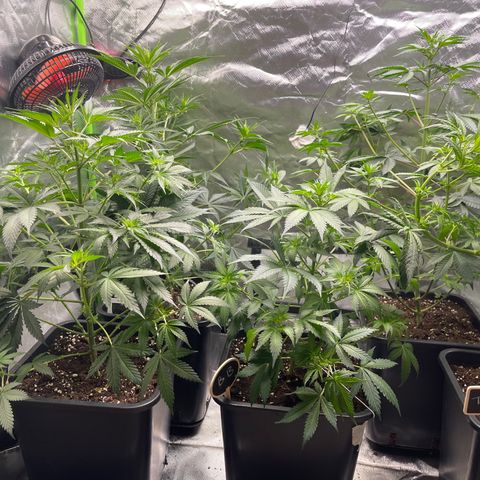 Génétique inconnue growlog timeline photo
