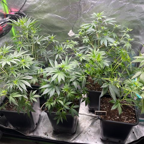 Génétique inconnue growlog timeline photo