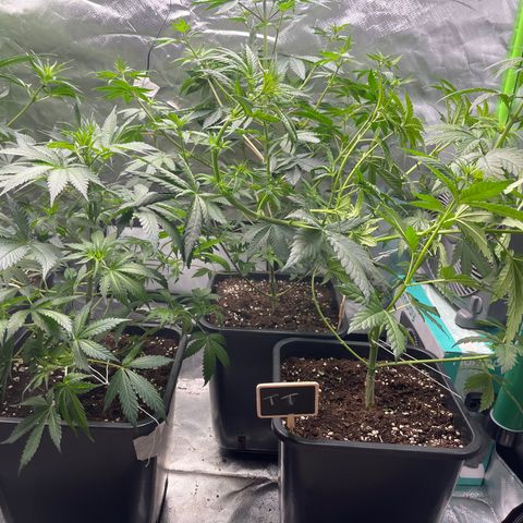 Génétique inconnue growlog timeline photo