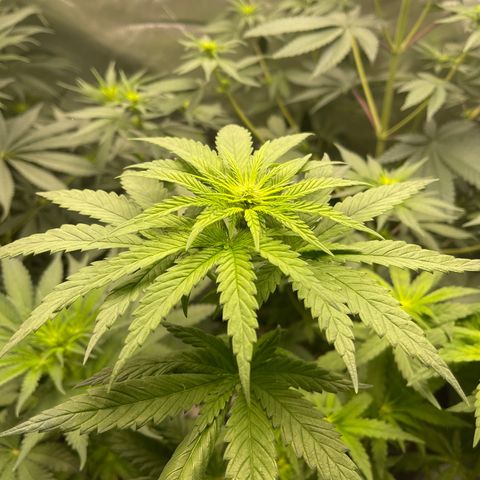 Génétique inconnue growlog timeline photo