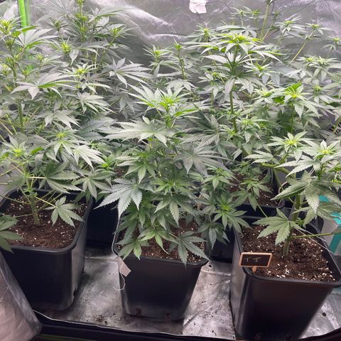 Génétique inconnue growlog timeline photo