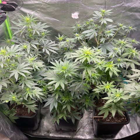Génétique inconnue growlog timeline photo