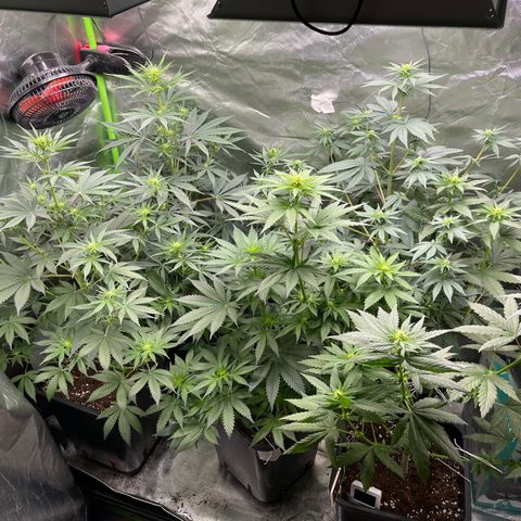 Génétique inconnue growlog timeline photo