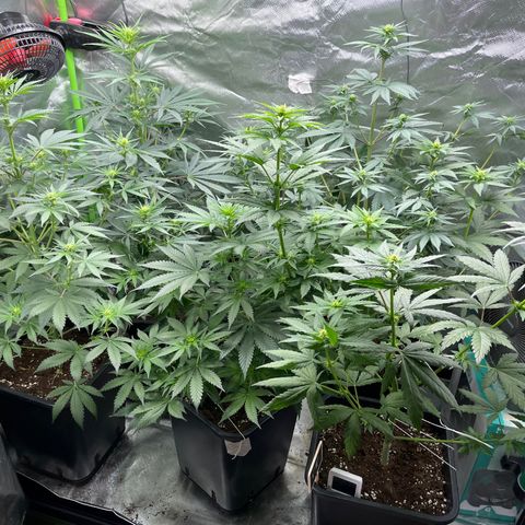 Génétique inconnue growlog timeline photo
