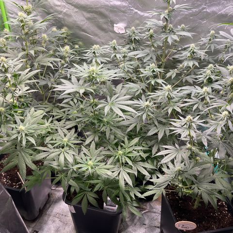 Génétique inconnue growlog timeline photo