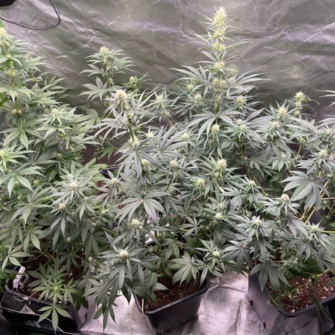Génétique inconnue growlog timeline photo