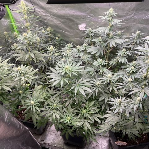 Génétique inconnue growlog timeline photo