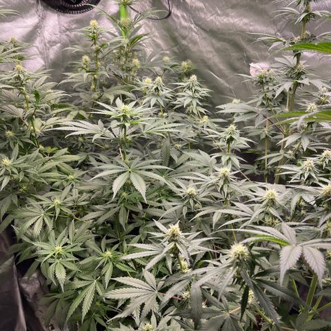 Génétique inconnue growlog timeline photo