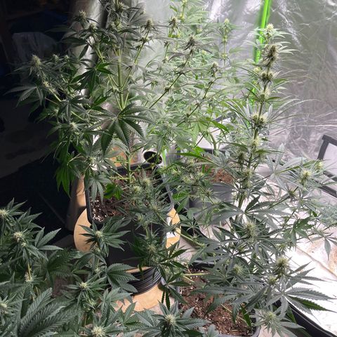 Génétique inconnue growlog timeline photo