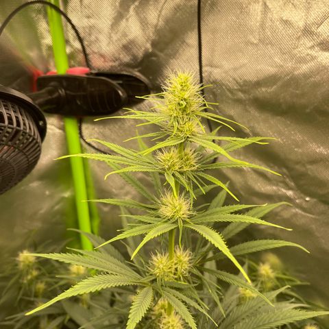 Génétique inconnue growlog timeline photo