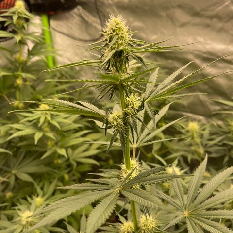 Génétique inconnue growlog timeline photo