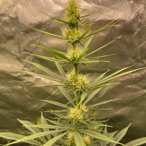 Génétique inconnue growlog timeline photo