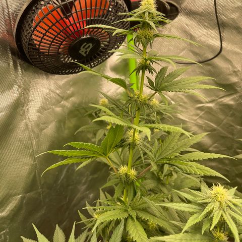 Génétique inconnue growlog timeline photo