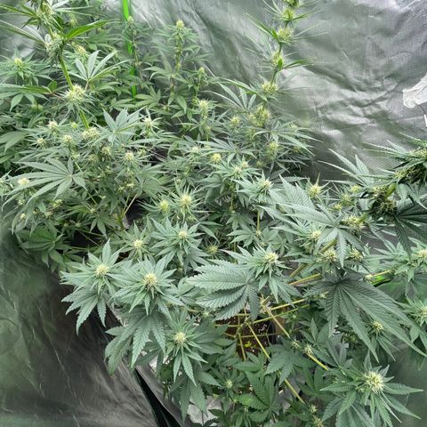 Génétique inconnue growlog timeline photo