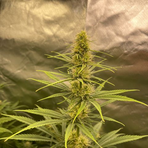 Génétique inconnue growlog timeline photo
