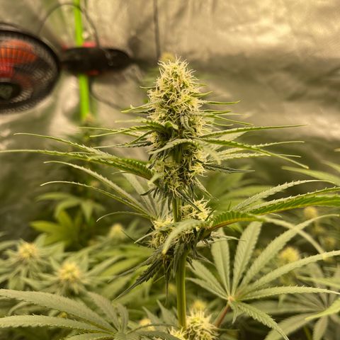 Génétique inconnue growlog timeline photo