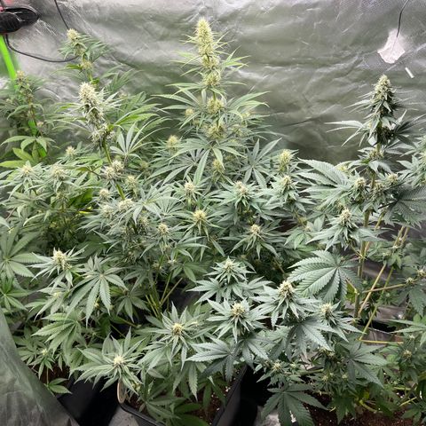 Génétique inconnue growlog timeline photo