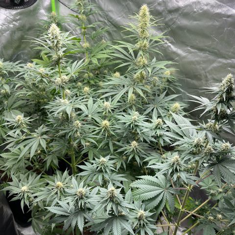 Génétique inconnue growlog timeline photo