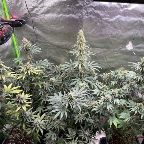Génétique inconnue growlog timeline photo
