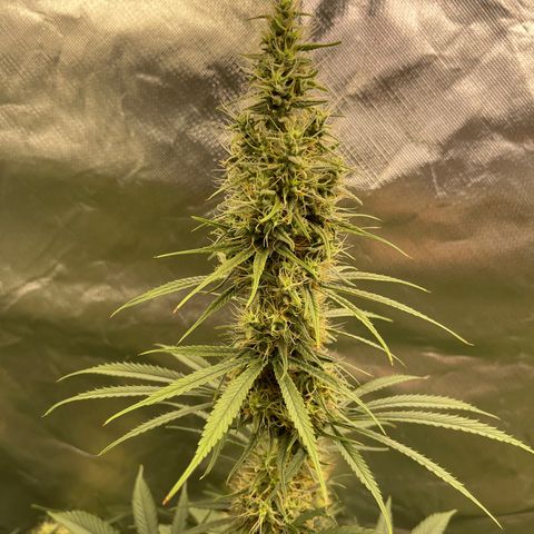 Génétique inconnue growlog timeline photo