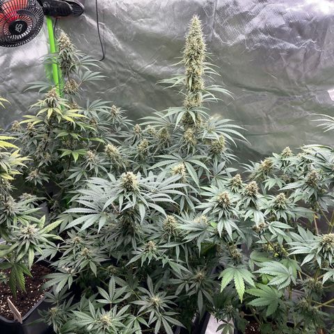 Génétique inconnue growlog timeline photo