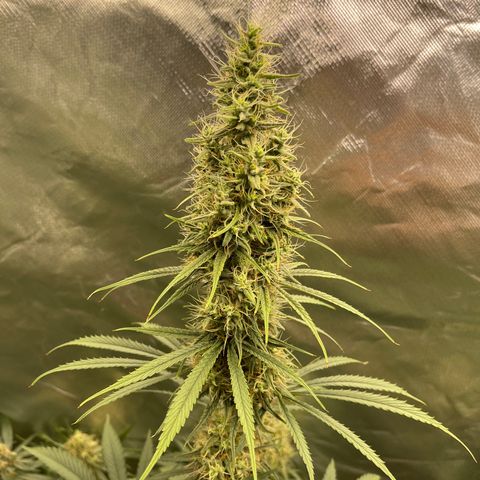 Génétique inconnue growlog timeline photo