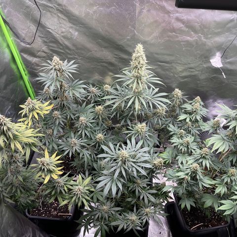 Génétique inconnue growlog timeline photo