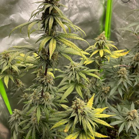 Génétique inconnue growlog timeline photo