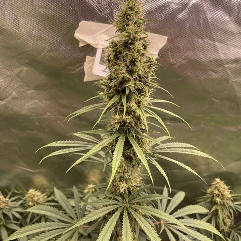 Génétique inconnue growlog timeline photo