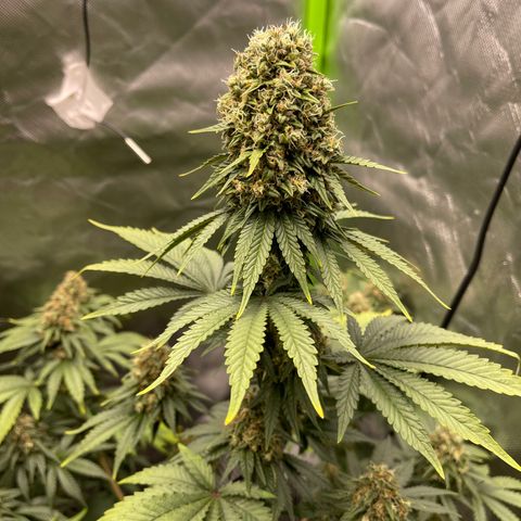 Génétique inconnue growlog timeline photo