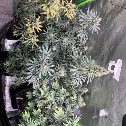 Génétique inconnue growlog timeline photo