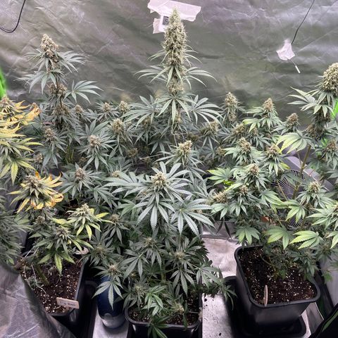 Génétique inconnue growlog timeline photo