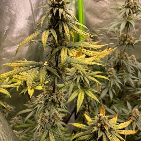 Génétique inconnue growlog timeline photo