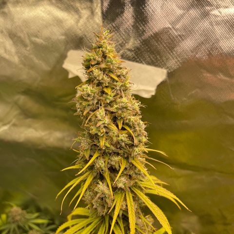 Génétique inconnue growlog timeline photo
