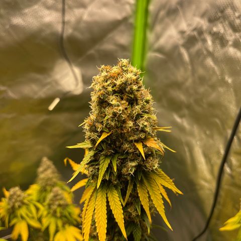 Génétique inconnue growlog timeline photo
