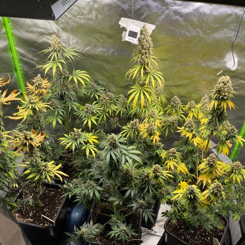 Génétique inconnue growlog timeline photo
