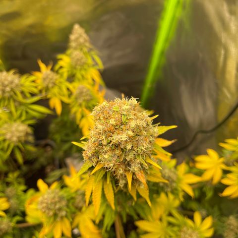 Génétique inconnue growlog timeline photo