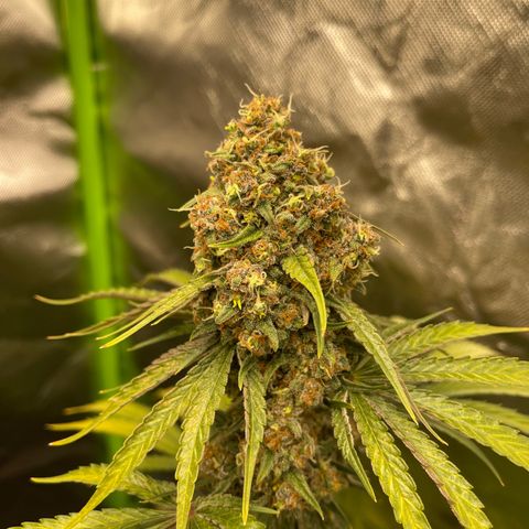 Génétique inconnue growlog timeline photo