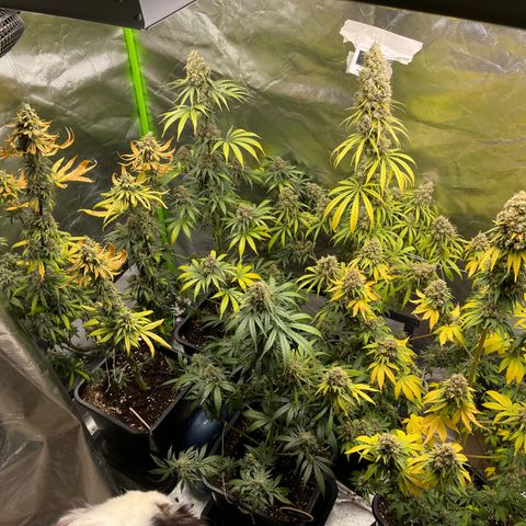 Génétique inconnue growlog timeline photo