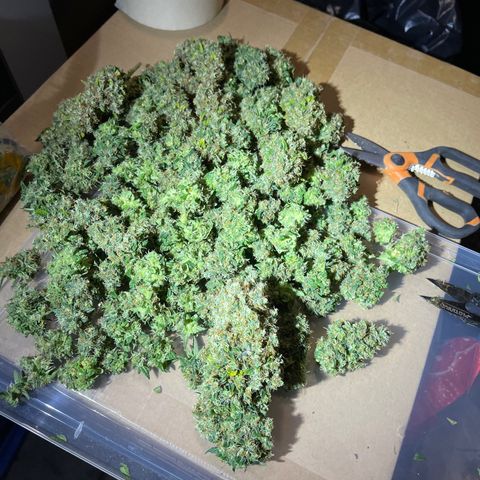 Génétique inconnue growlog timeline photo