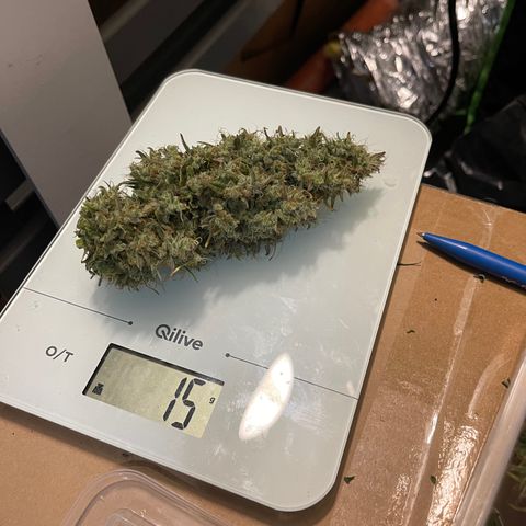 Génétique inconnue growlog timeline photo