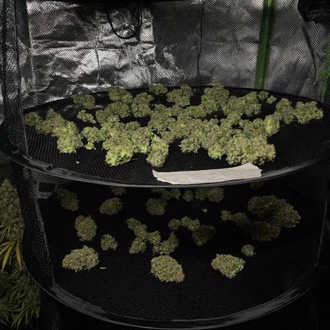 Génétique inconnue growlog timeline photo