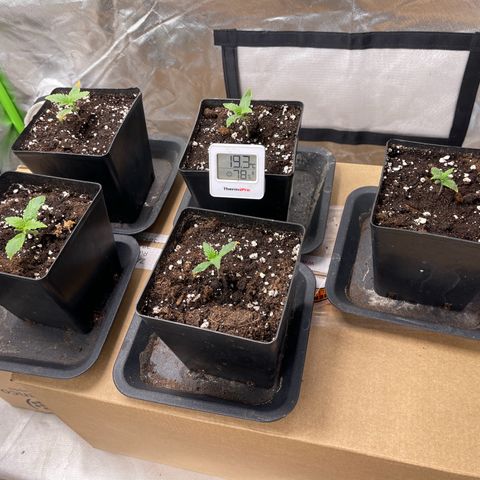 California indica  #1 growlog timeline photo