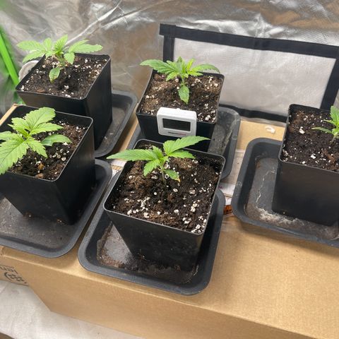 California indica  #1 growlog timeline photo