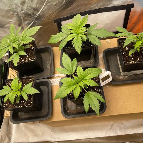California indica  #1 growlog timeline photo