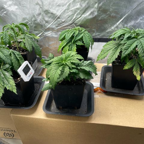 California indica  #1 growlog timeline photo