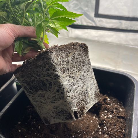 California indica  #1 growlog timeline photo