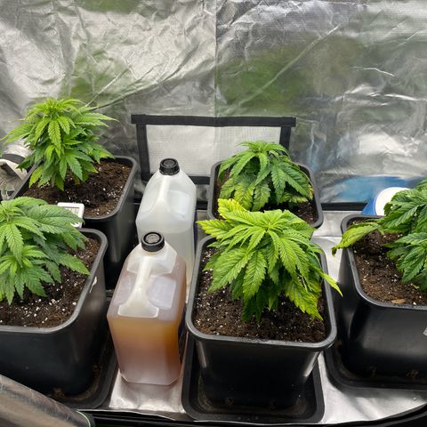 California indica  #1 growlog timeline photo